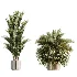 AV Indoor Plants Set 461 Yucca Elephantipe and Cat Reed Palm and Bird Of Paradise and Schefflera Arboricola - Thumbnail 6
