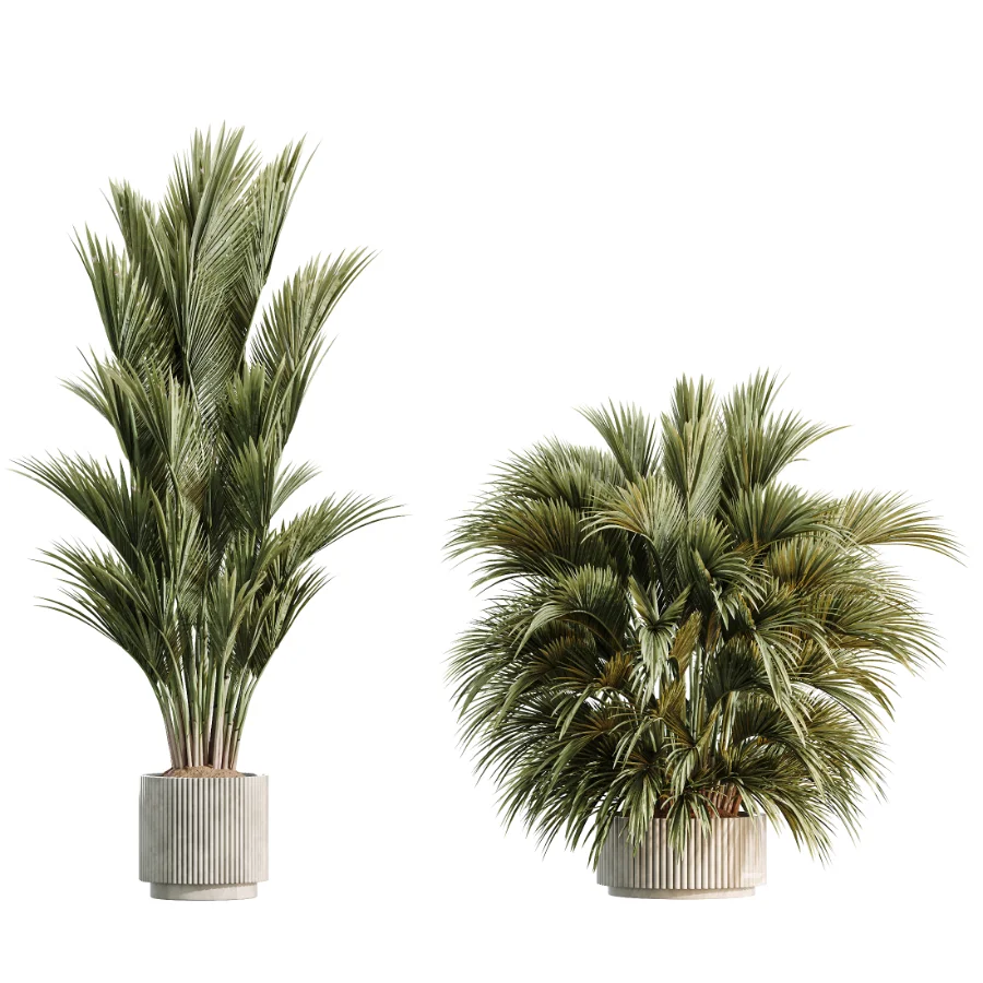 AV Indoor Plants Set 461 Yucca Elephantipe and Cat Reed Palm and Bird Of Paradise and Schefflera Arboricola Image 6