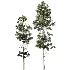 AV Pinus Palustris and Pinus Nigra Sylvestris Subsp Winter Snow trees - Thumbnail 2