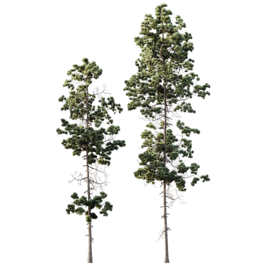 AV Pinus Palustris and Pinus Nigra Sylvestris Subsp Winter Snow trees Image 2