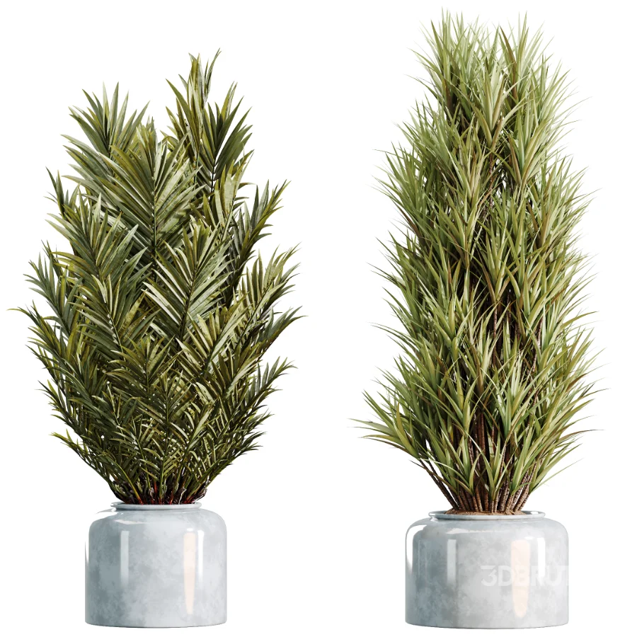 AV Indoor Plants Set 469 Yucca Elephantipe and Briful Pachira and Licuala Grandis Palm and Cyara Areca Palm Image 7