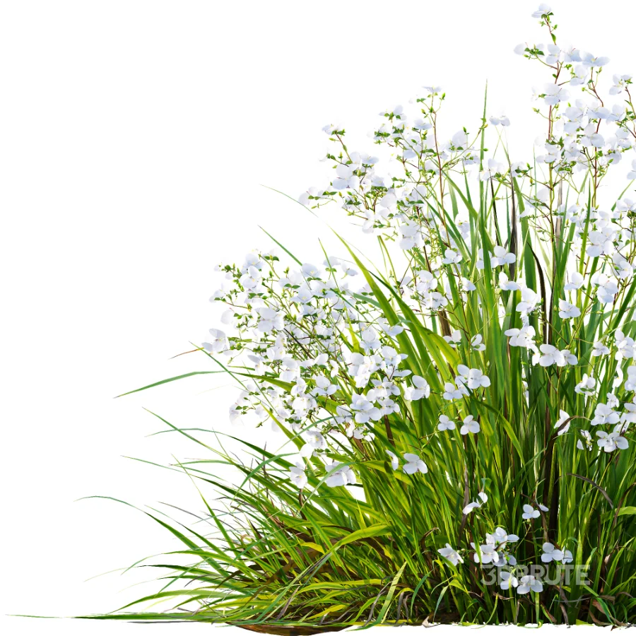 ntal grasses. These elegant groundcover species are valued for their refined texture, compact growth habit, and exceptional versatility in contemporary landscape architecture, Japanese gardens, urban parks, courtyards, and high-end residential projects. Image 8