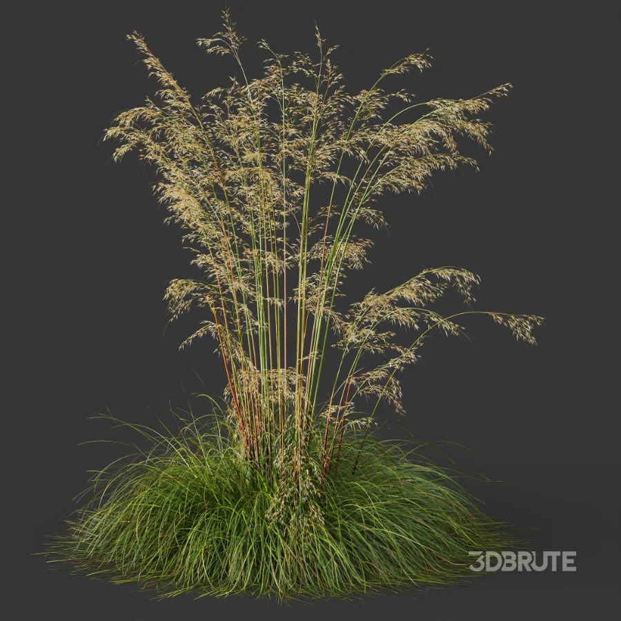 AV Celtica Gigantea Stipa Golden Oats and Carex Elata Aurea Grass Image 4