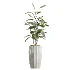 AV Indoor Plants Set 455 Schefflera Arboricola and Cat Reed Palm and Bird Of Paradise and Chemlali Olive Tree and Ficus lyrate - Thumbnail 5