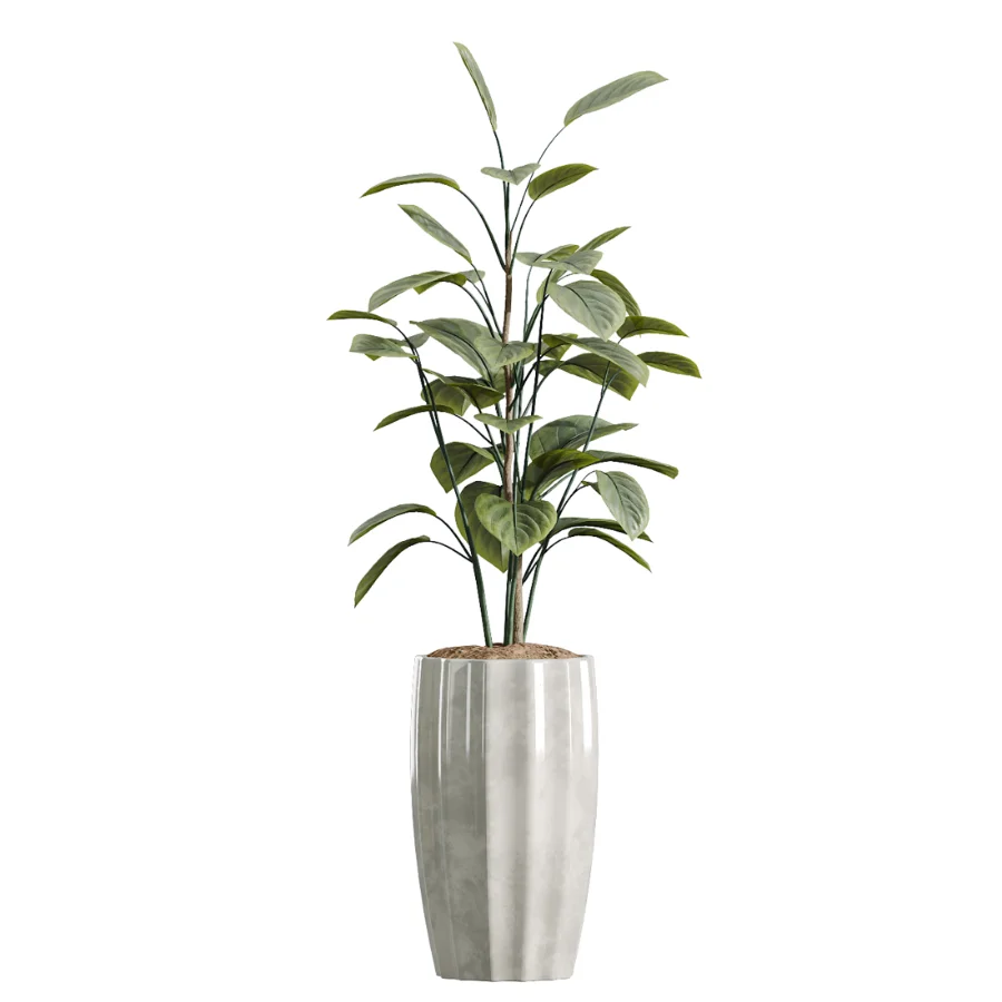 AV Indoor Plants Set 455 Schefflera Arboricola and Cat Reed Palm and Bird Of Paradise and Chemlali Olive Tree and Ficus lyrate Image 5