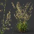 AV Celtica Gigantea Stipa Golden Oats and Stipa Tenuissima Ostnica Mocna Pony Tails - Thumbnail 5