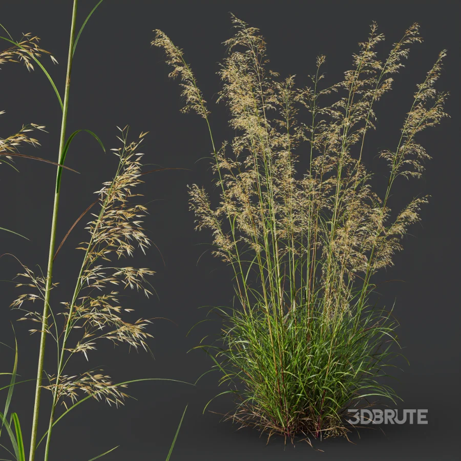 AV Celtica Gigantea Stipa Golden Oats and Stipa Tenuissima Ostnica Mocna Pony Tails Image 5