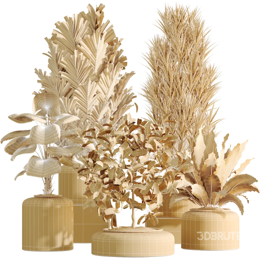 AV Indoor Plants Set 469 Yucca Elephantipe and Briful Pachira and Licuala Grandis Palm and Cyara Areca Palm Image 8