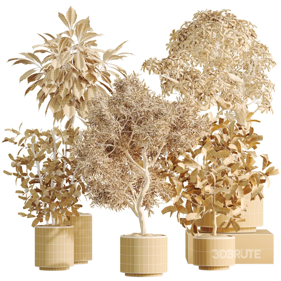 AV Indoor Plants Set 467 Ficus Retusa and Chemlali Olive and Briful Pachira and Ficus Cyathistipula and China Orange Tree Image 8