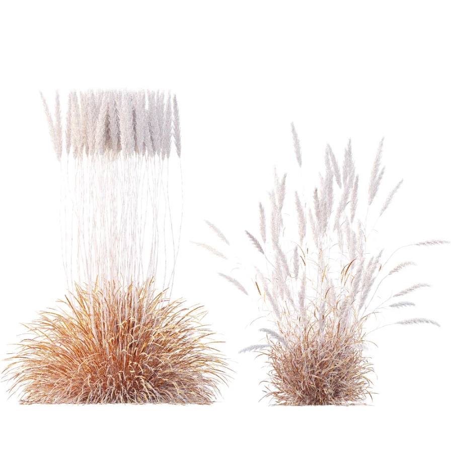 AV Calamagrostis Acutiflora Karl Foerster Image 10