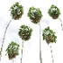 AV Borassus Flabellifer and Cocos Nucifera Windy palms - Thumbnail 5