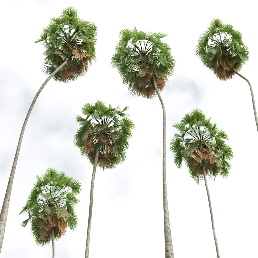 AV Borassus Flabellifer and Cocos Nucifera Windy palms Image 5