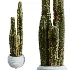 AV Indoor Plants Set 468 Cactus Echinocactus and Chemlali Olive and Ravenala Banana and Ficus Dracaena Marginata - Thumbnail 5