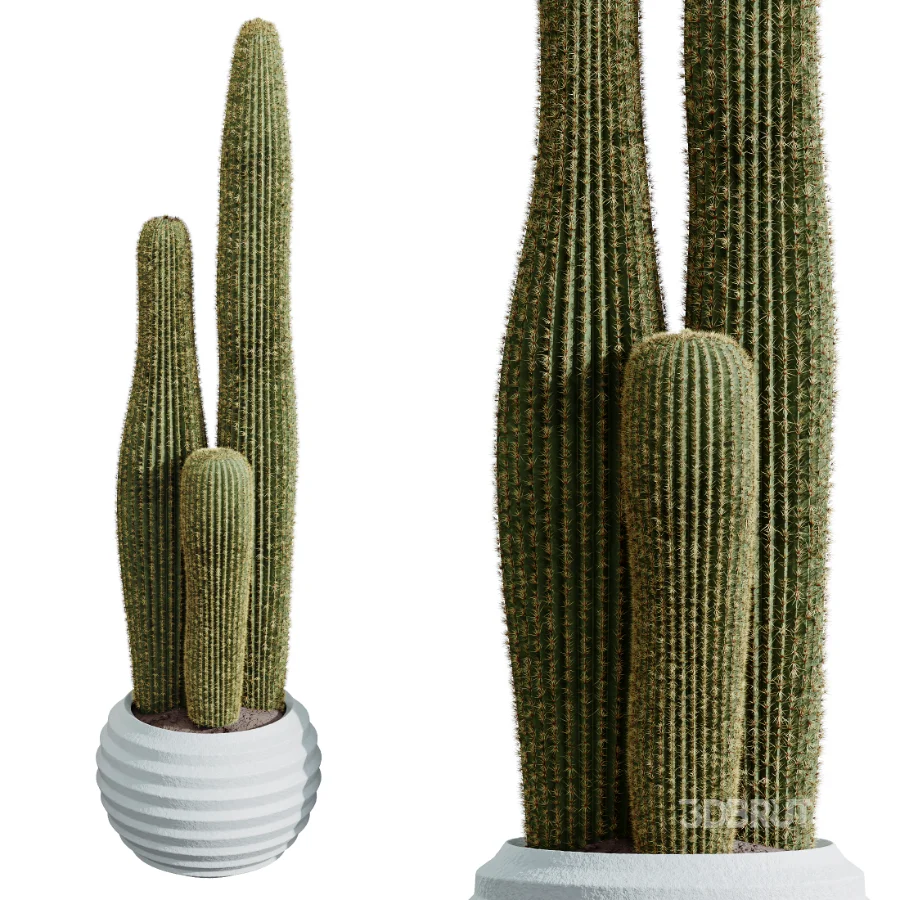 AV Indoor Plants Set 468 Cactus Echinocactus and Chemlali Olive and Ravenala Banana and Ficus Dracaena Marginata Image 5