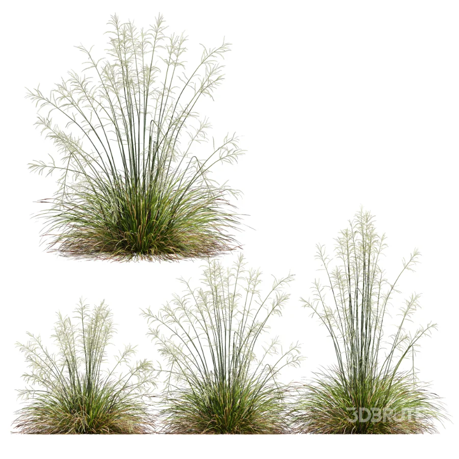 AV Calamagrostis Acutiflora Karl Foerster and Stipa arundinacea Sweet Grasses Image 3