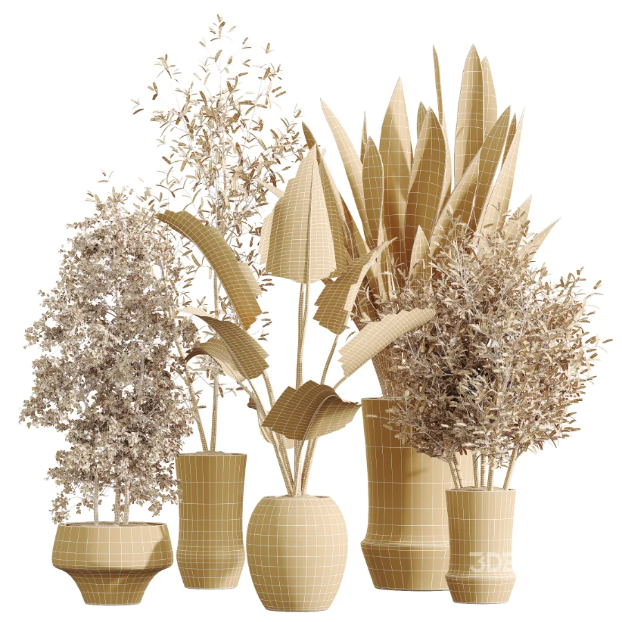AV Indoor Plants Set 457 Olive Eucalyptus and Bird Of Paradise and Chemlali Olive and Snake Sansevieria Image 9
