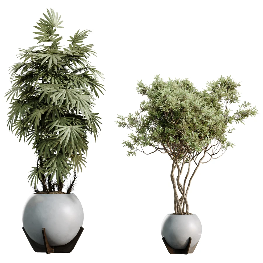 AV Indoor Plants Set 469 Rhapis Lady Palm and Chemlali Olive and Bird Of ParadiseBird and Ficus Elastica Image 6