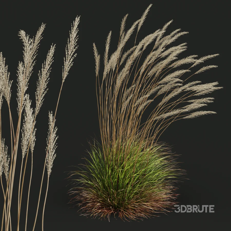 AV Calamagrostis Acutiflora Karl Foerster Image 4