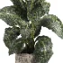 indoor plant 049 - Thumbnail 4