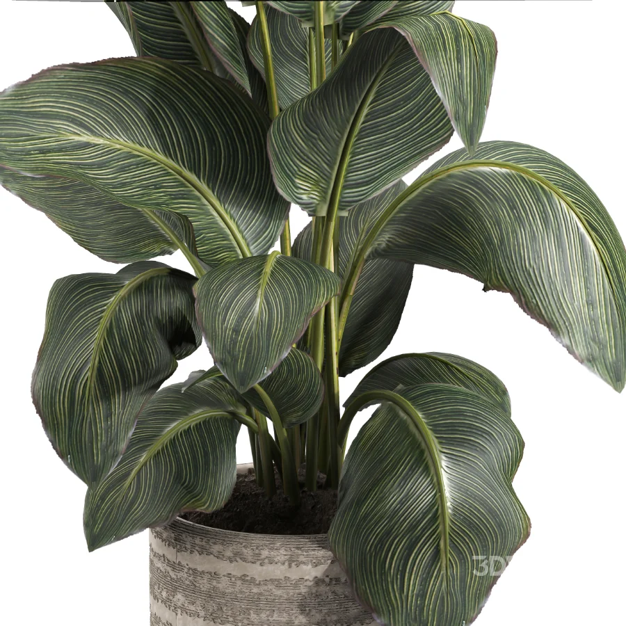 indoor plant 049 Image 4