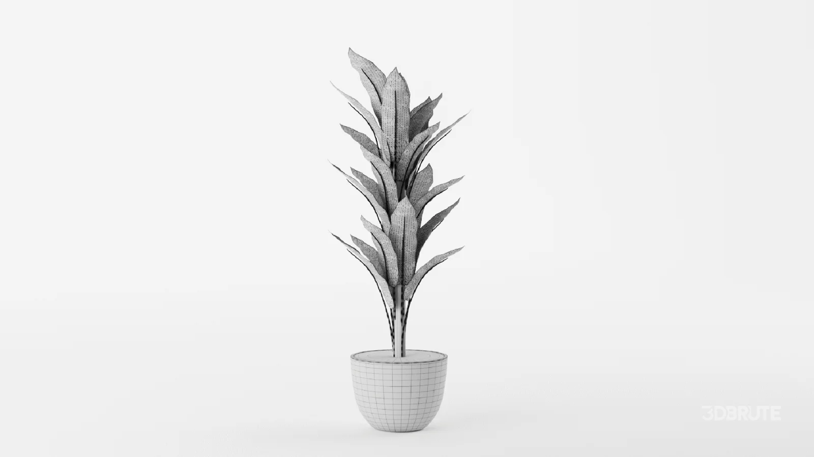 Banana Leaf Tree in Planter Image 11