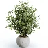 AV Indoor Plants Set 484 Areca Palm and Olive Eucalyptus and Dracaena Warnecki and Ficus Elastica - Thumbnail 1