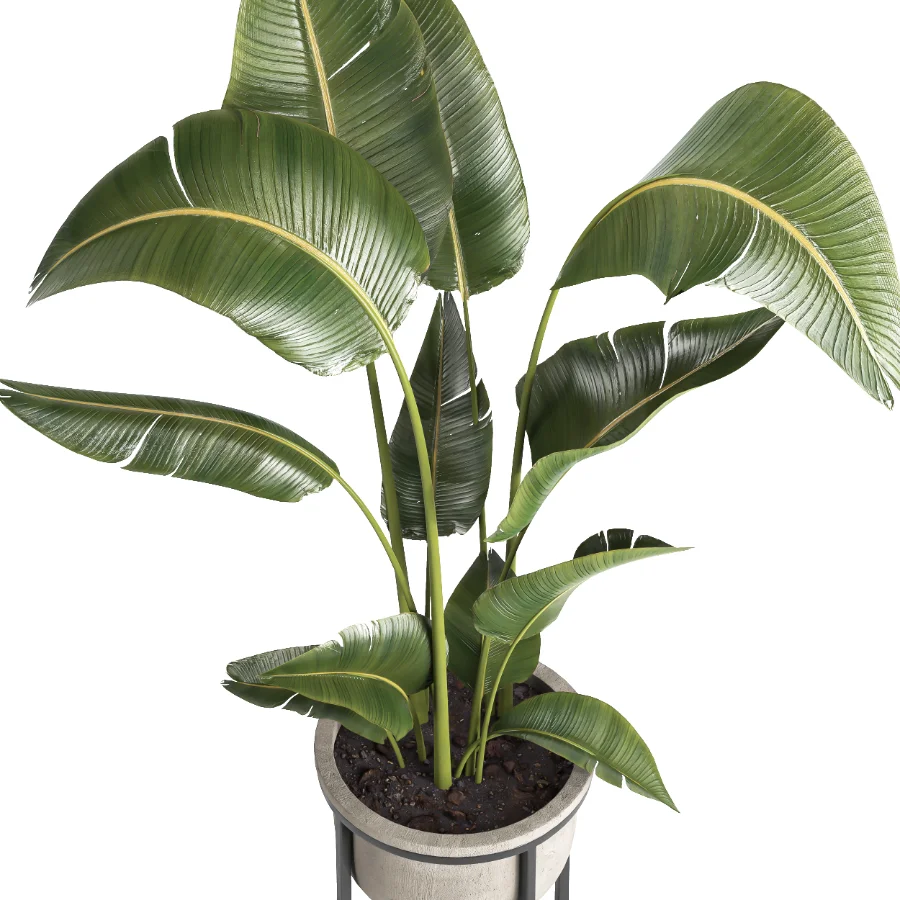 indoor plant 078 Image 3