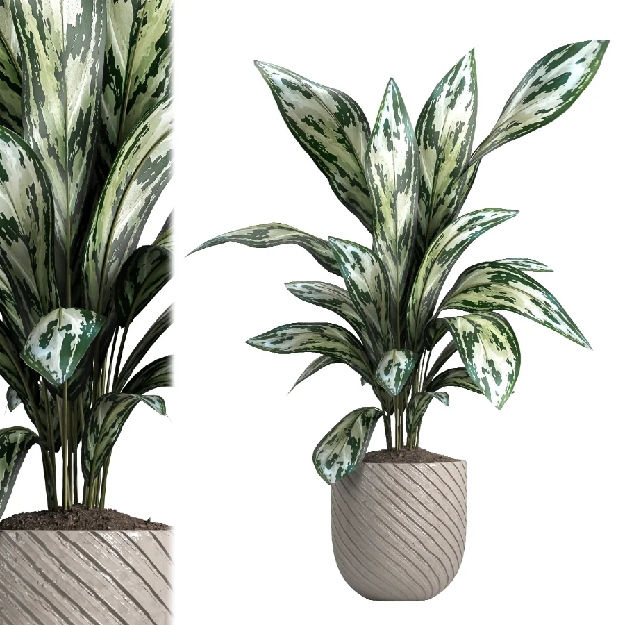 indoor plant 050 Image 1