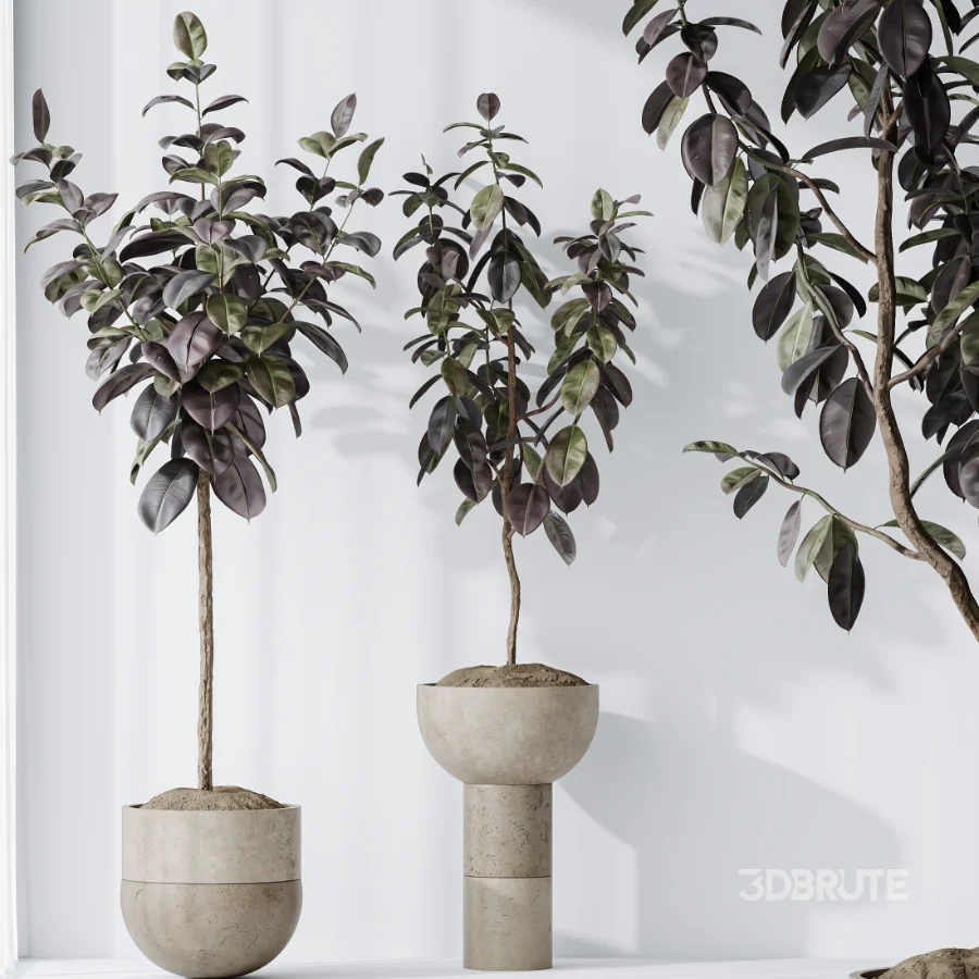AV Indoor Plants Set 486 Rubber Ficus Elastica Abidjan Melany Image 7