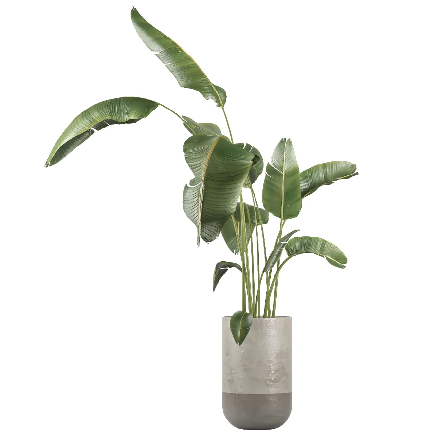 indoor plant 077 Image 2