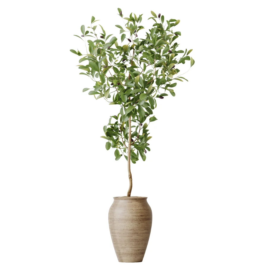 AV Indoor Plants Set 481 Palm Pachira Sansevieria Ficus Olive Image 5