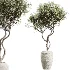 AV Indoor Plants Set 480 Olive Palm ParadiseBird Yucca - Thumbnail 1
