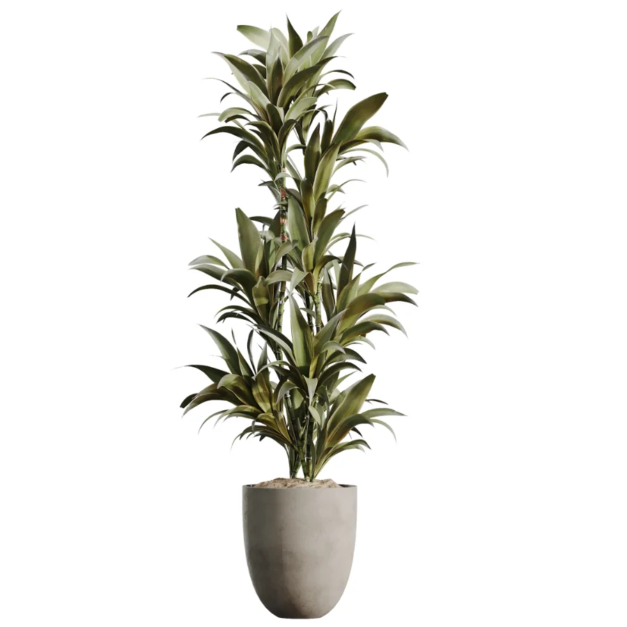 AV Indoor Plants Set 478 Ficus Cane Dragon Bonsai Coconut Palm Image 5
