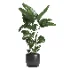indoor plant 056 - Thumbnail 2
