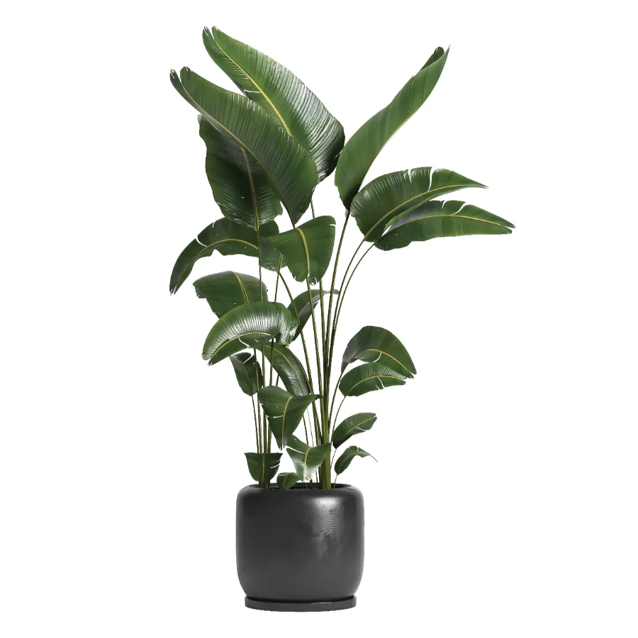 indoor plant 056 Image 2