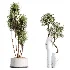 AV Indoor Plants Set 476 Yucca Elephantipes and Olive Tree and Zamioculcas Zamiifolia and Peace Lily - Thumbnail 6