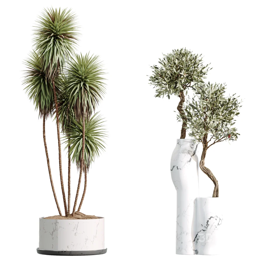 AV Indoor Plants Set 476 Yucca Elephantipes and Olive Tree and Zamioculcas Zamiifolia and Peace Lily Image 6