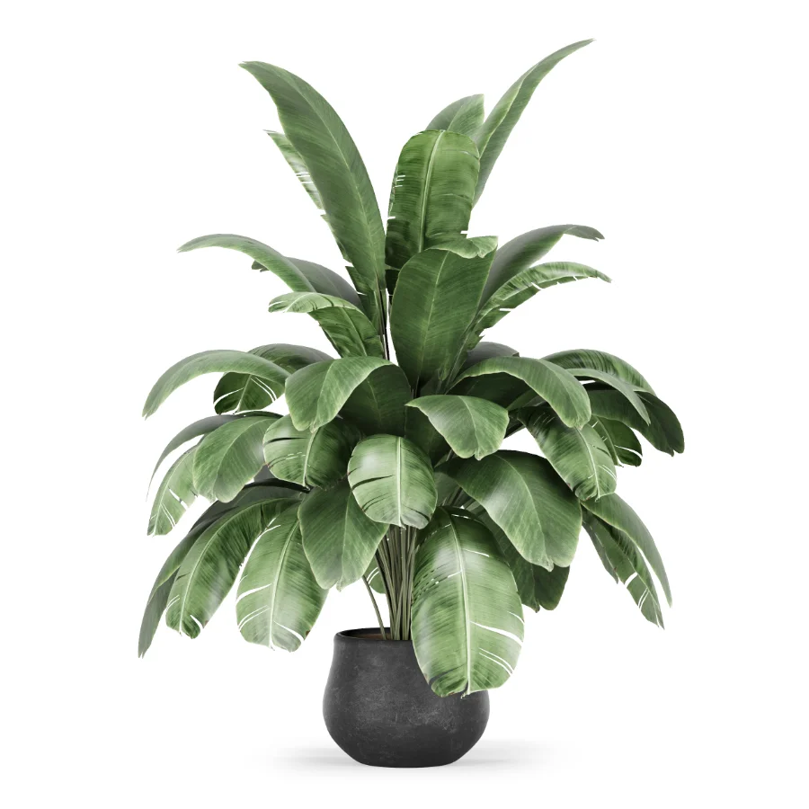 Strelitzia nicolai plant Image 5