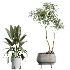 AV Indoor Plants Set 524 Pachira Ficus Dracaena Cactus - Thumbnail 9