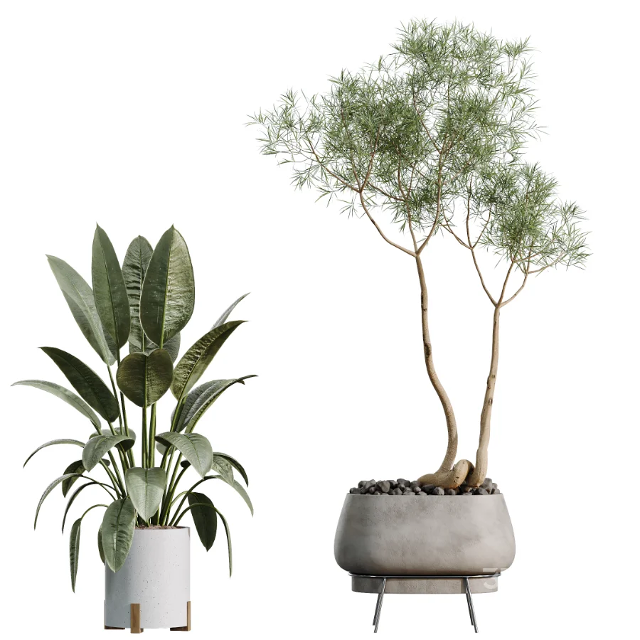 AV Indoor Plants Set 524 Pachira Ficus Dracaena Cactus Image 9