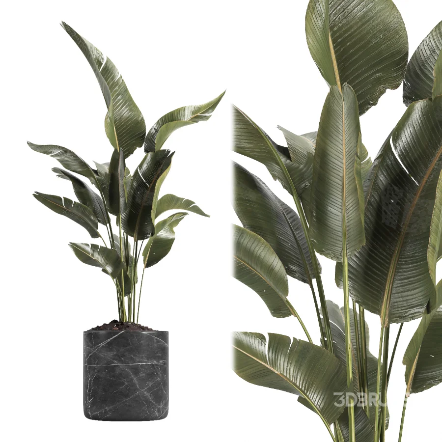 indoor plant 060 Image 3