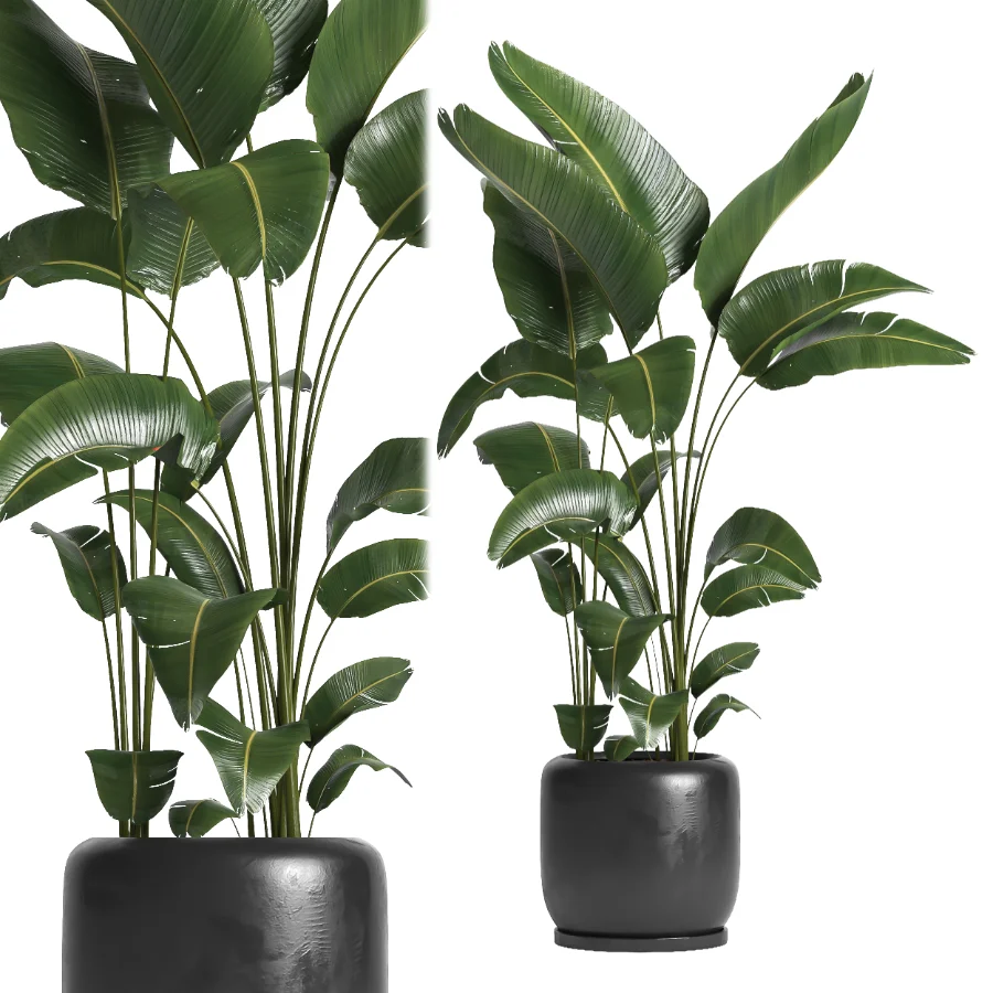 indoor plant 056 Image 1