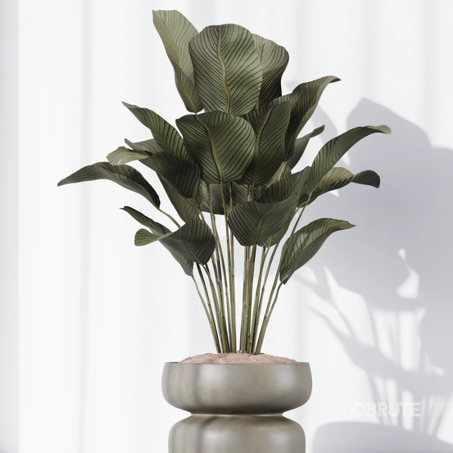 AV Indoor Plants Set 473 Spineless Yucca and Calathea Lutea and Snake Sansevieria and Olive Indoor Tree Image 7