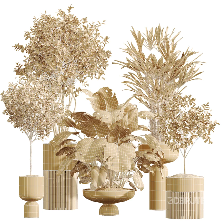 AV Indoor Plants Set 488 Olive Eucalyptus and Lady Palm and Giant Monstera and Orange Calamondin Tree Image 8