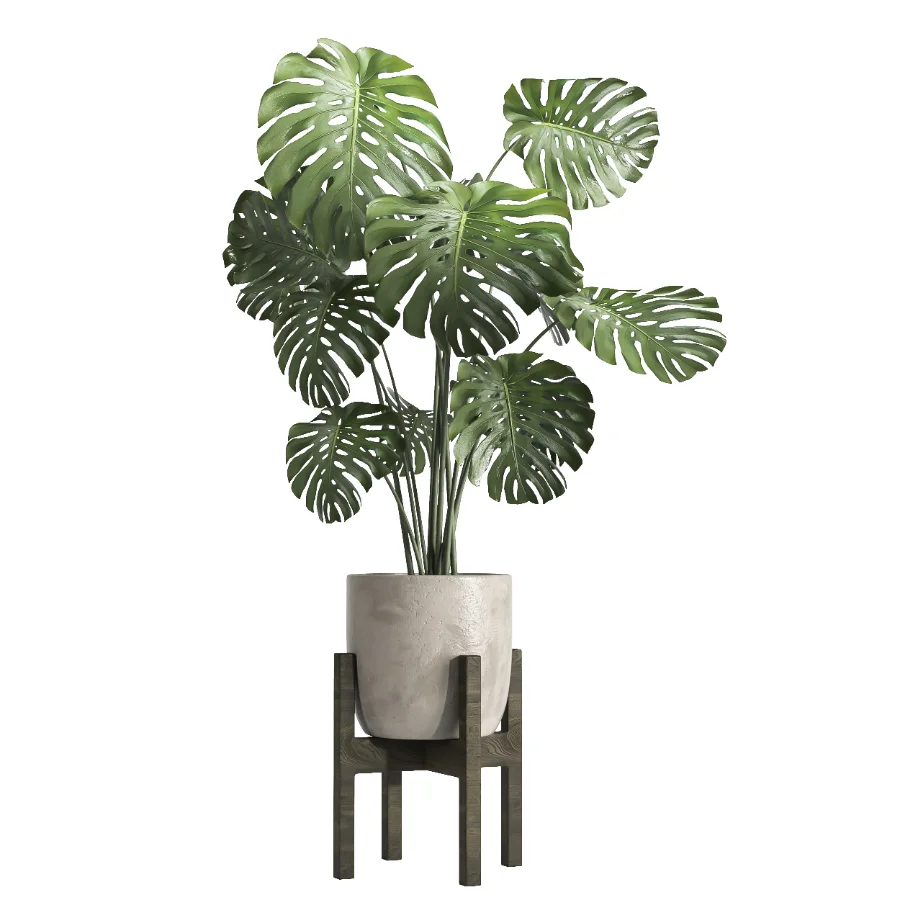 Monstera indoor plant 070 Image 2