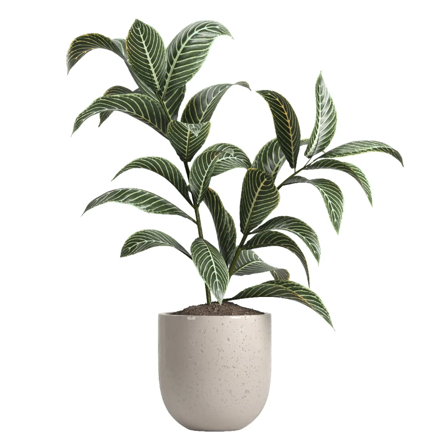indoor plant 047 Image 3