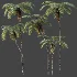 AV Plant Sphaeropteris Lepifera Palm Tree 01 - Thumbnail 5