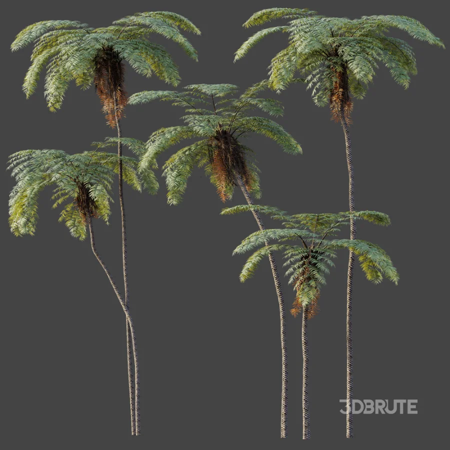 AV Plant Sphaeropteris Lepifera Palm Tree 01 Image 5