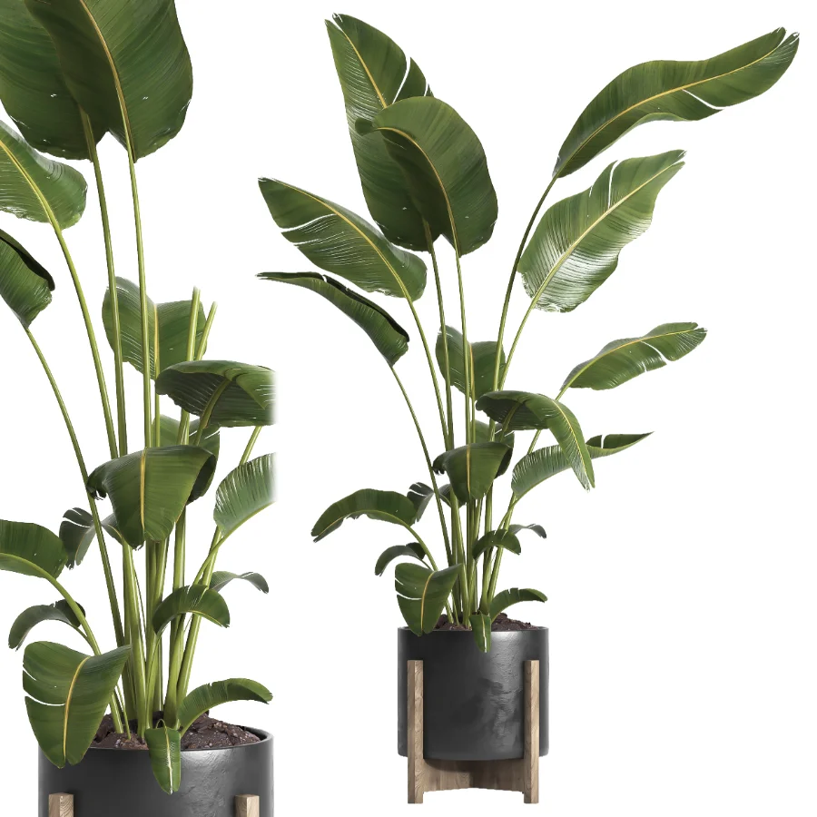 indoor plant 065 Image 1