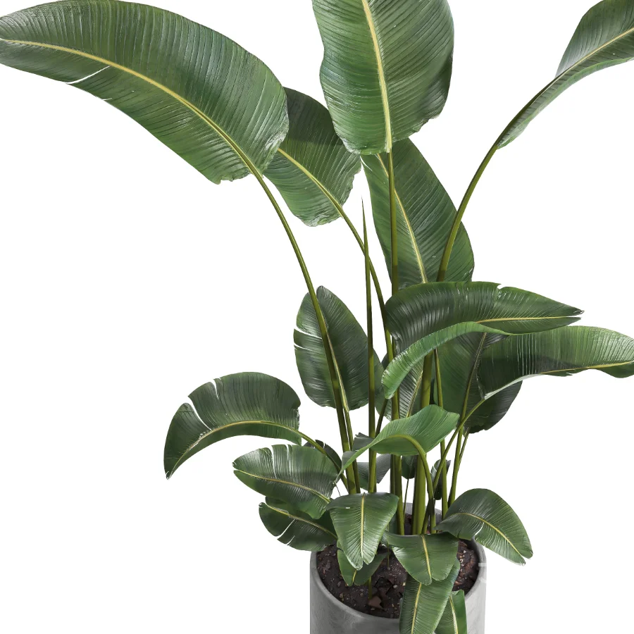 indoor plant 064 Image 2